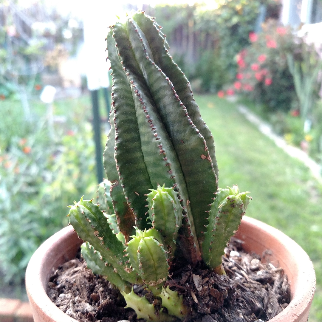 Euphorbia anoplia in the GardenTags plant encyclopedia Tanzanian Zipper Plant in the GardenTags plant encyclopedia