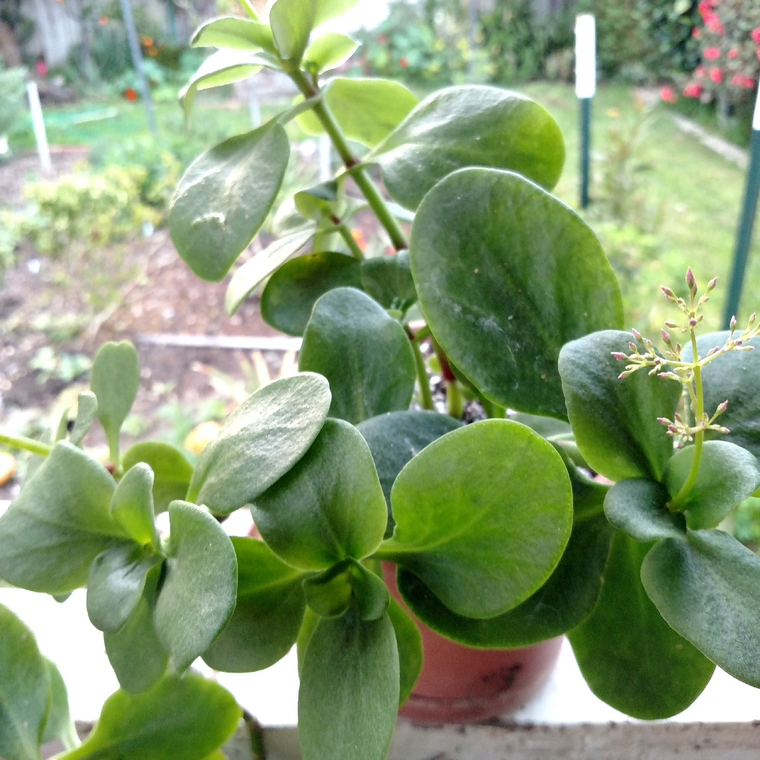 Sedum ternatum in the GardenTags plant encyclopedia Woodland Stonecrop in the GardenTags plant encyclopedia