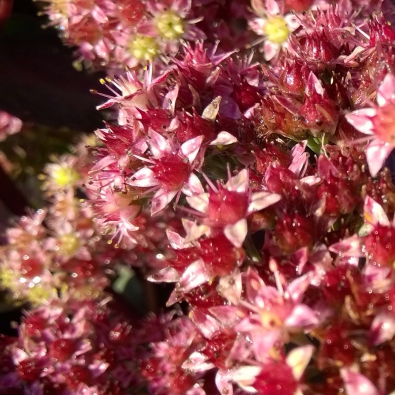 Stonecrop Strawberries and Cream in the GardenTags plant encyclopedia