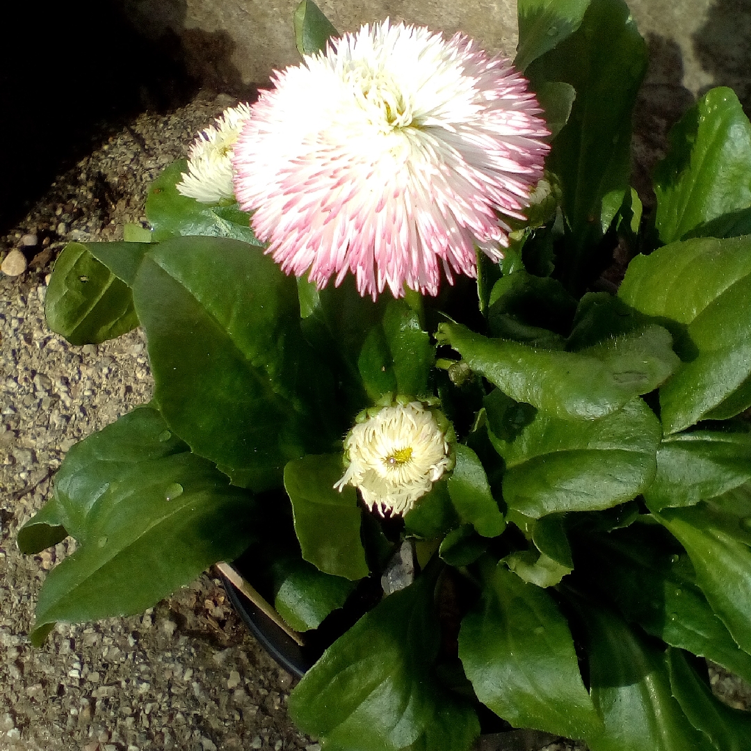 Bellis perennis Habanera White with Red Tips in the GardenTags plant encyclopedia Pompom Daisy in the GardenTags plant encyclopedia