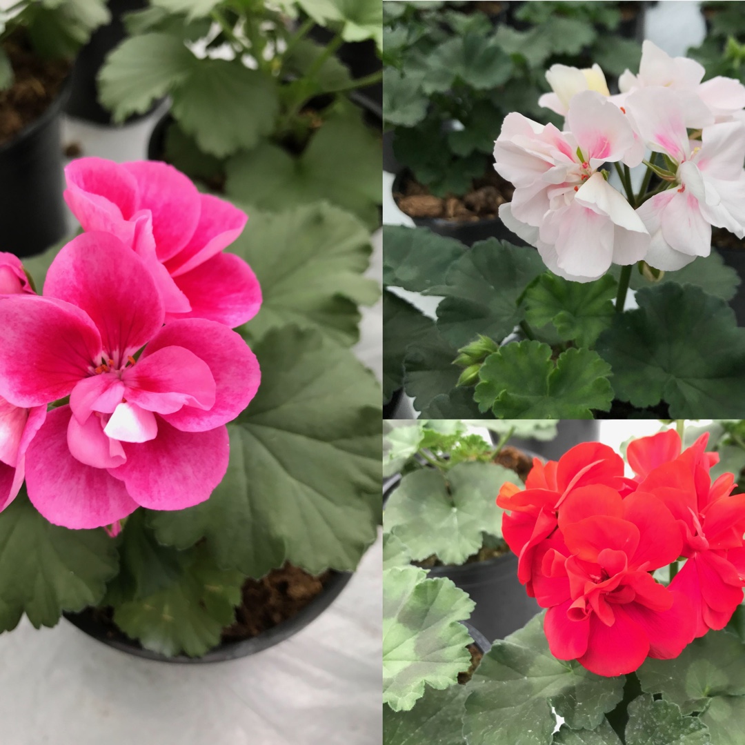 Pelargonium Savannah Mix (Savannah Series) in the GardenTags plant encyclopedia Pelargonium Savannah Mix (Zonal) in the GardenTags plant encyclopedia