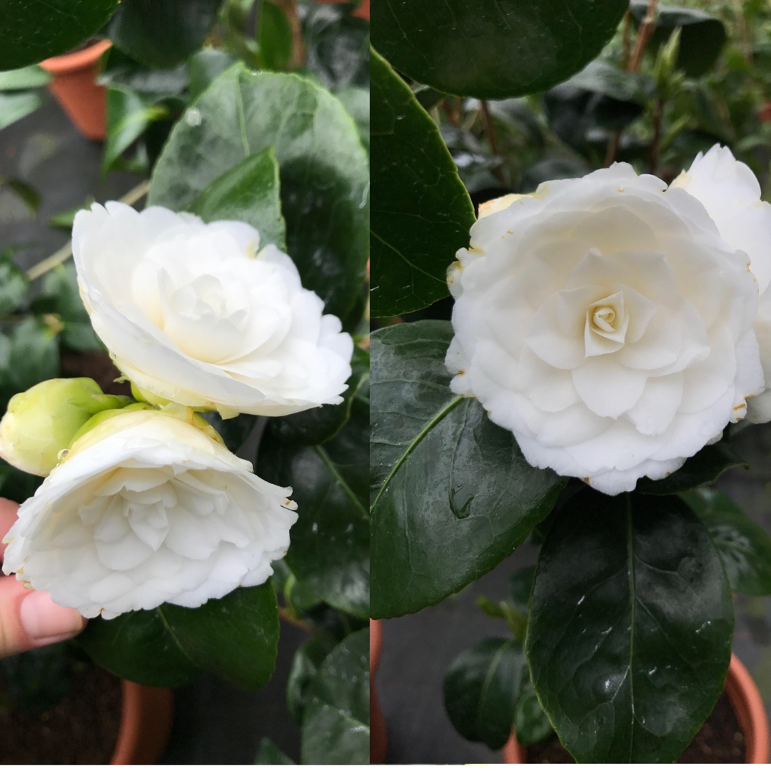 Camellia japonica Alba Plena in the GardenTags plant encyclopedia Camellia Alba Plena in the GardenTags plant encyclopedia