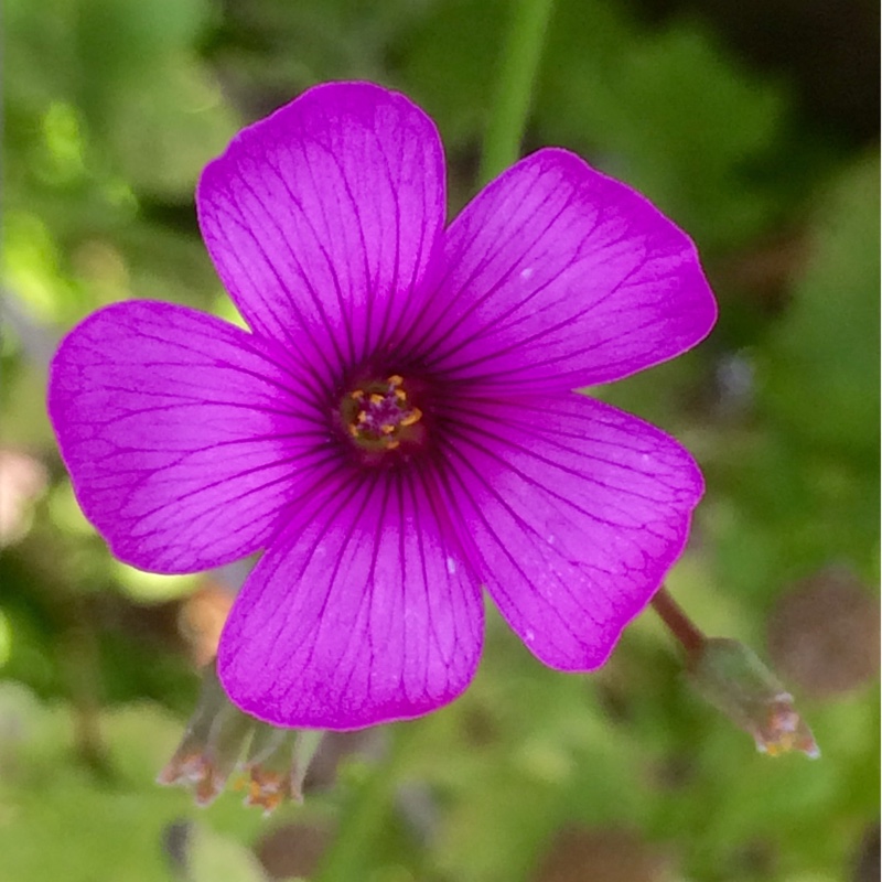 Oxalis articulata Festival in the GardenTags plant encyclopedia Wood Sorrel Festival in the GardenTags plant encyclopedia