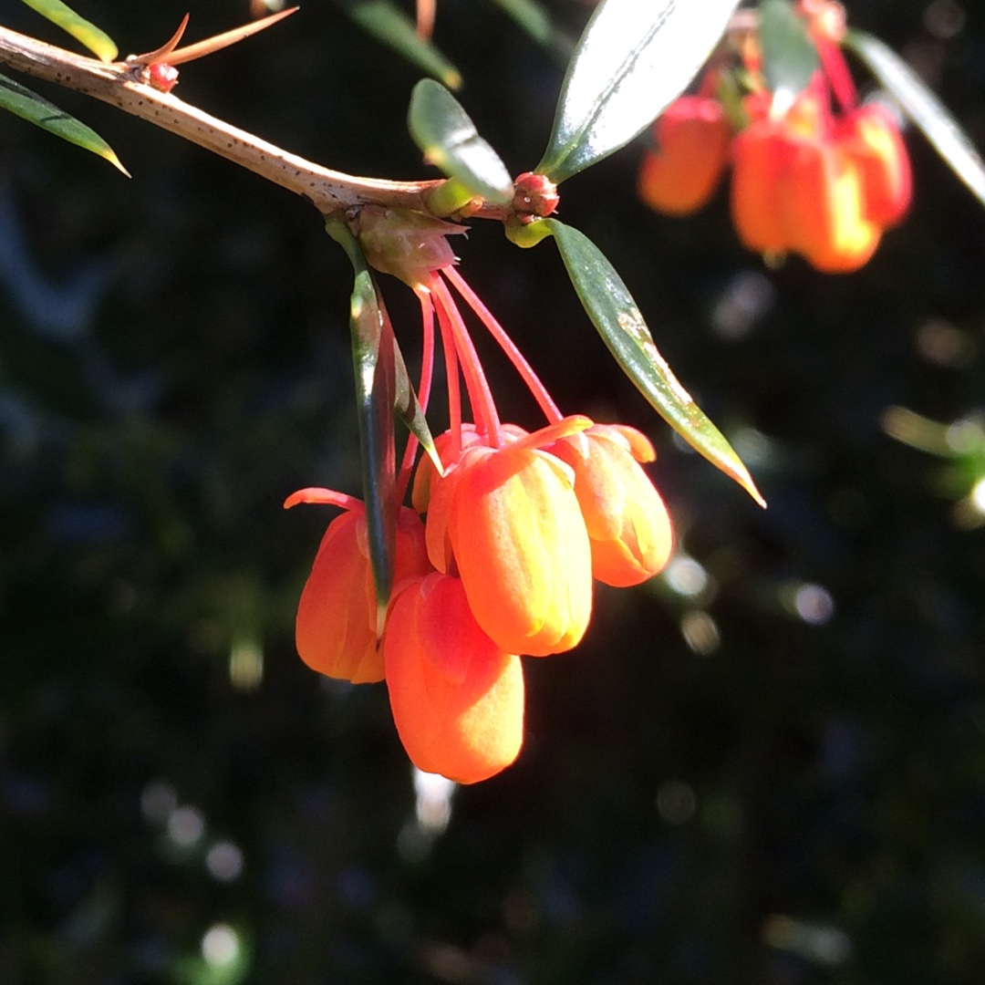Berberis linearifolia Orange King in the GardenTags plant encyclopedia Barberry Orange King in the GardenTags plant encyclopedia