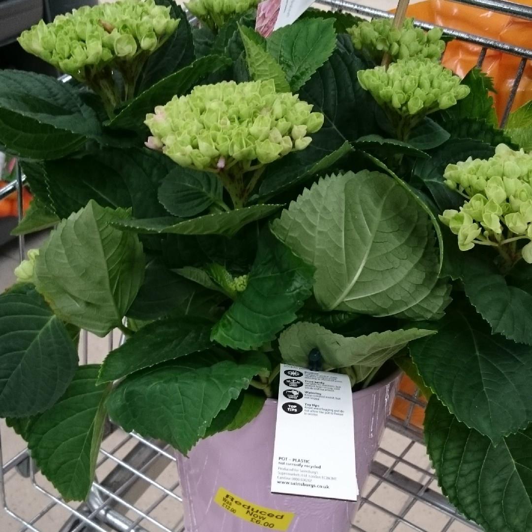 Hydrangea Magical Zinc in the GardenTags plant encyclopedia Hydrangea Magical Zinc in the GardenTags plant encyclopedia