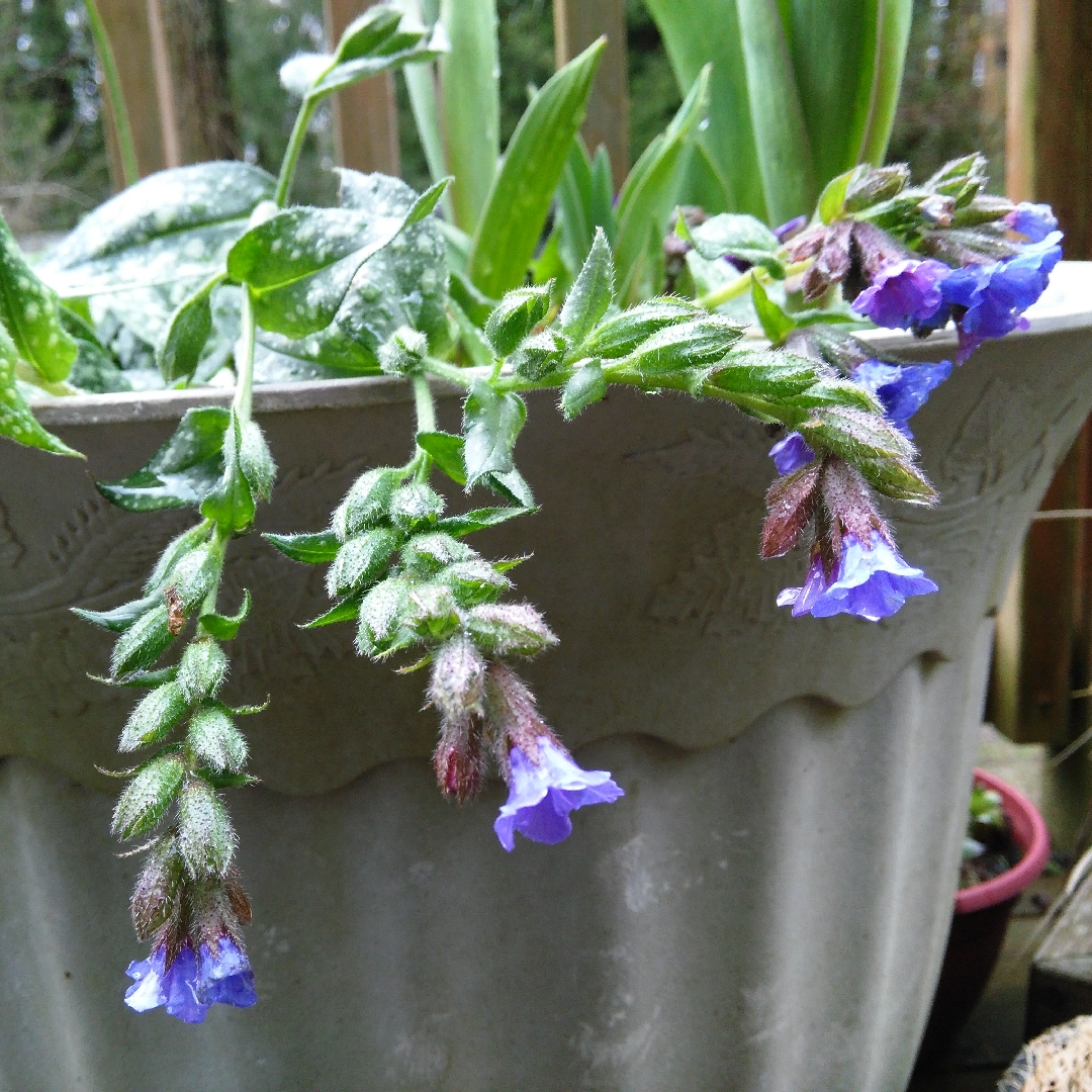 Pulmonaria Trevi Fountain in the GardenTags plant encyclopedia Lungwort Trevi Fountain in the GardenTags plant encyclopedia