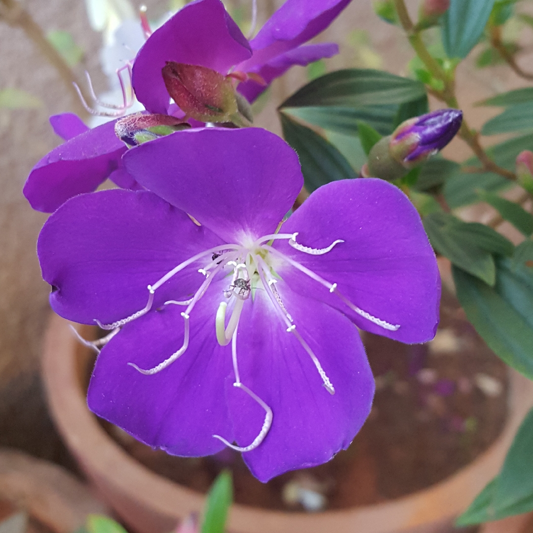 Glory bush Jazzie in the GardenTags plant encyclopedia