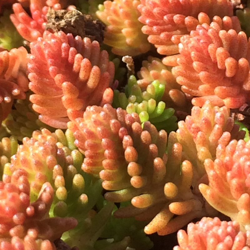 Sedum Sexangulare in the GardenTags plant encyclopedia Tasteless Stonecrop in the GardenTags plant encyclopedia