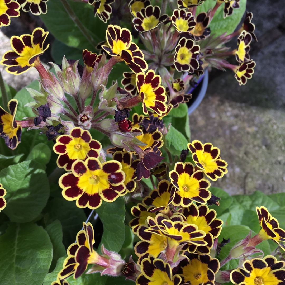Cowslip Little Queen Red in the GardenTags plant encyclopedia