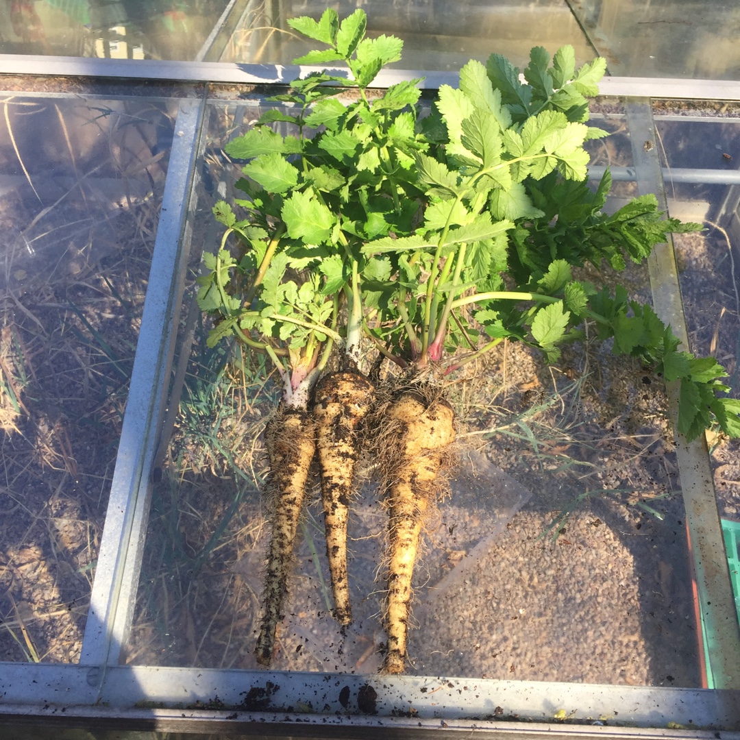 Pastinaca sativa White Gem in the GardenTags plant encyclopedia Parsnip White Gem in the GardenTags plant encyclopedia