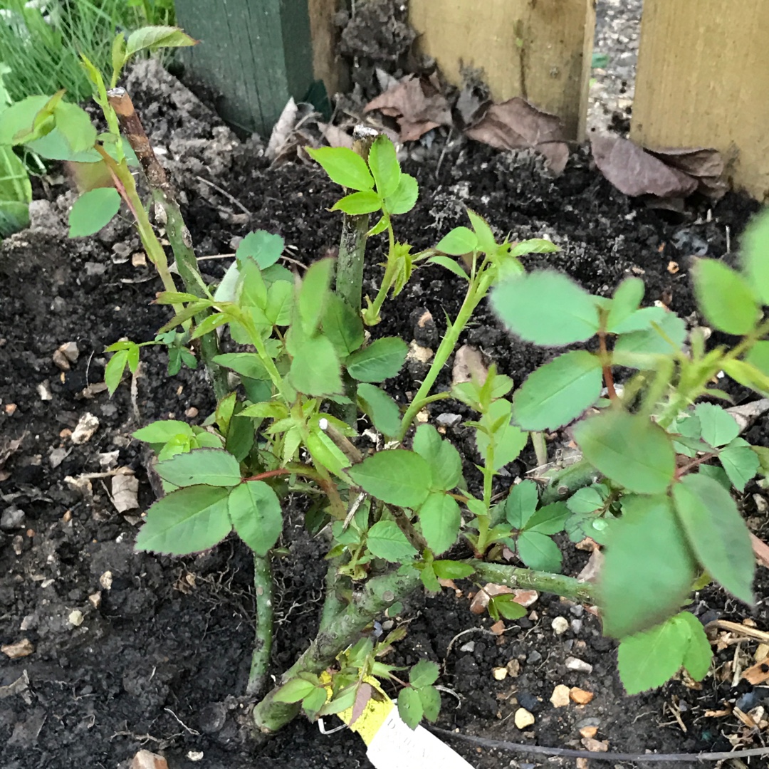 Rose St. Swithun in the GardenTags plant encyclopedia