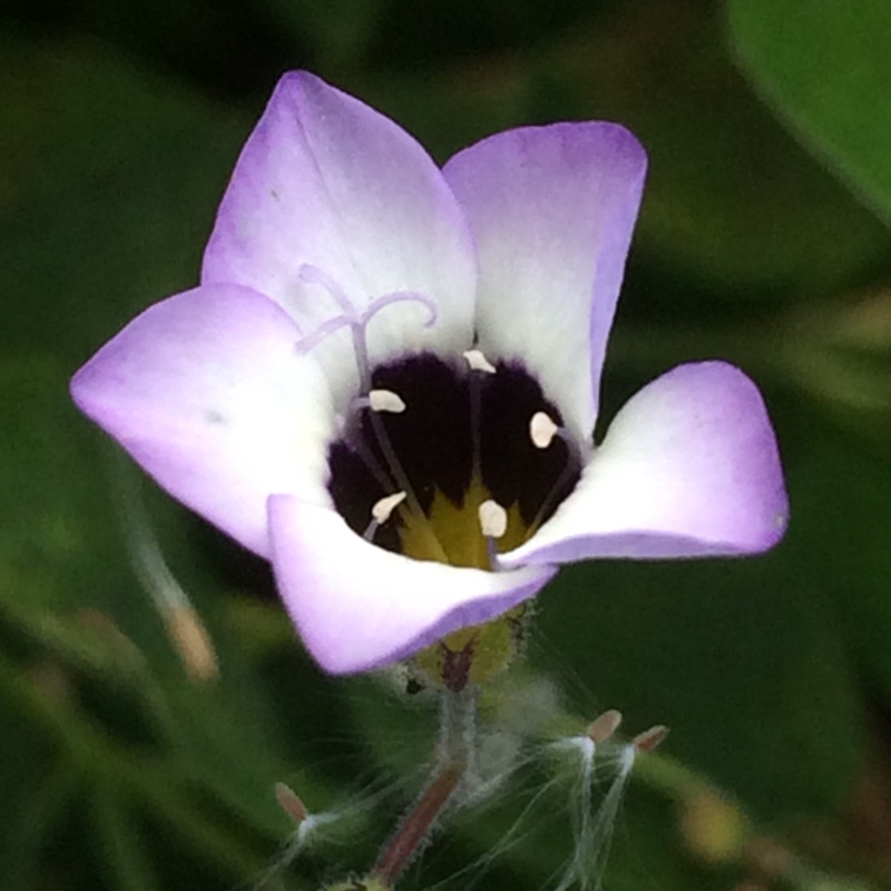 Gilia tricolor in the GardenTags plant encyclopedia Birds-eyes in the GardenTags plant encyclopedia