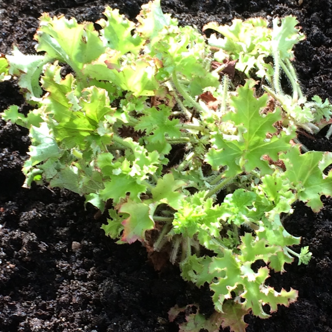 Heuchera Bright And Breezy in the GardenTags plant encyclopedia Alumroot Bright And Breezy in the GardenTags plant encyclopedia