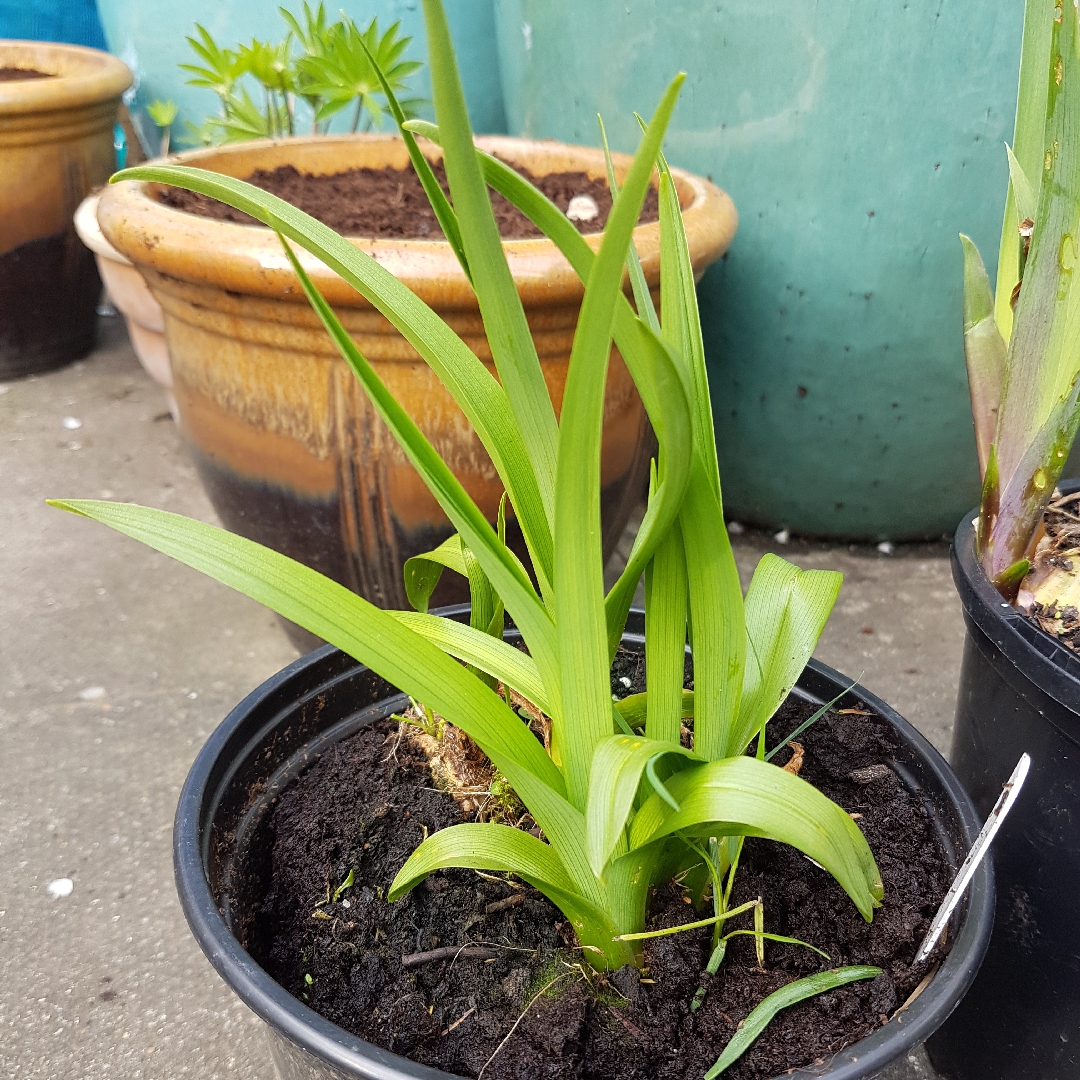 Hemerocallis Chicago Picotee Queen in the GardenTags plant encyclopedia Daylily Chicago Picotee Queen in the GardenTags plant encyclopedia