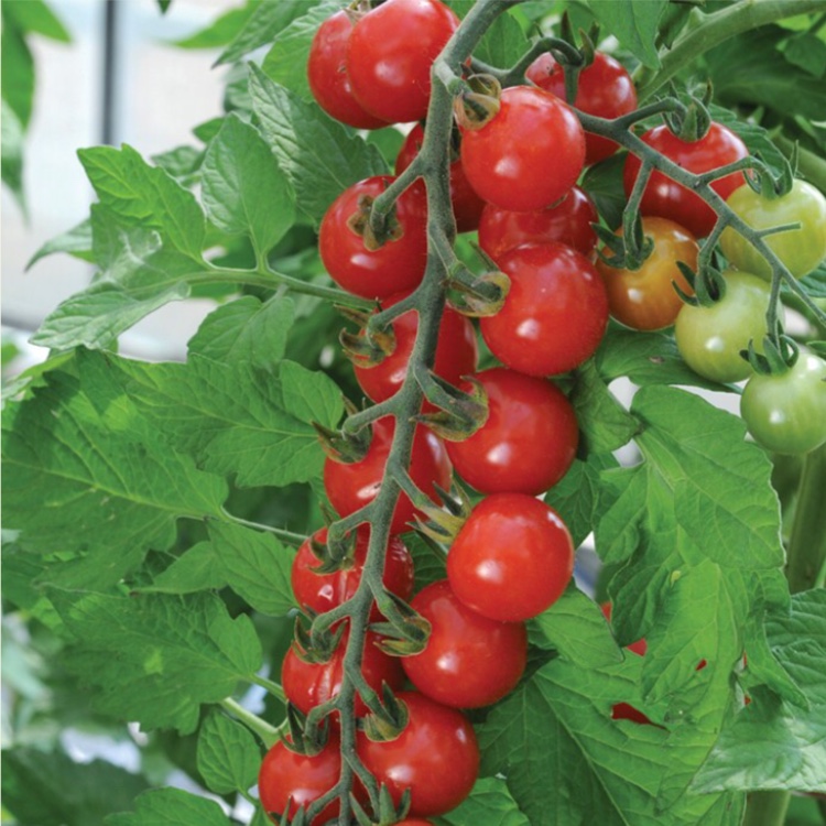 Solanum Lycopersicum var. cerasiforme Sweet Aperitif in the GardenTags plant encyclopedia Tomato Sweet Aperitif (Cherry Tomato) in the GardenTags plant encyclopedia
