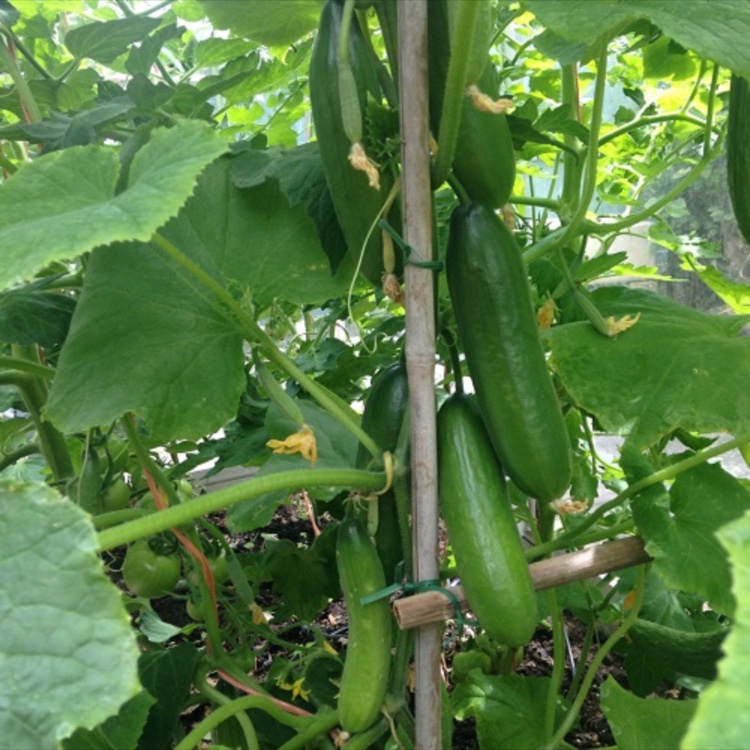 Cucumis sativus Peticue F1 in the GardenTags plant encyclopedia Cucumber Peticue F1 in the GardenTags plant encyclopedia