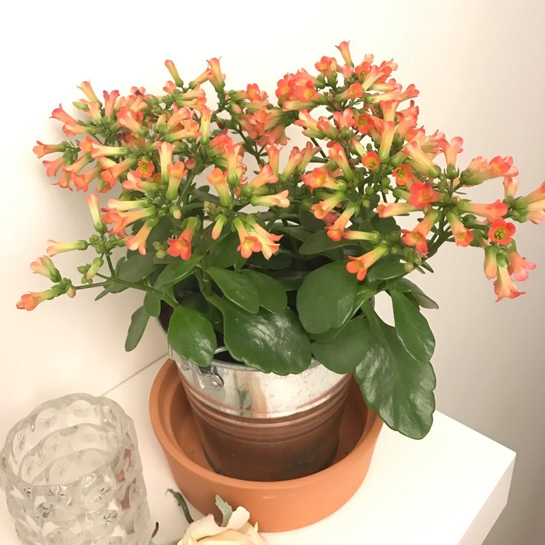 Kalanchoe Tiki Bells in the GardenTags plant encyclopedia Kalanchoe Tiki Bells in the GardenTags plant encyclopedia