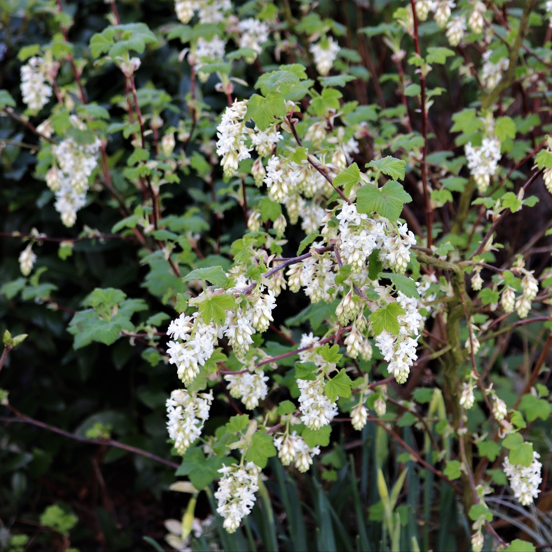 Ribes sanguineum Ubric syn. Ribes sanguineum White Icicle in the GardenTags plant encyclopedia Flowering Currant White Icicle in the GardenTags plant encyclopedia