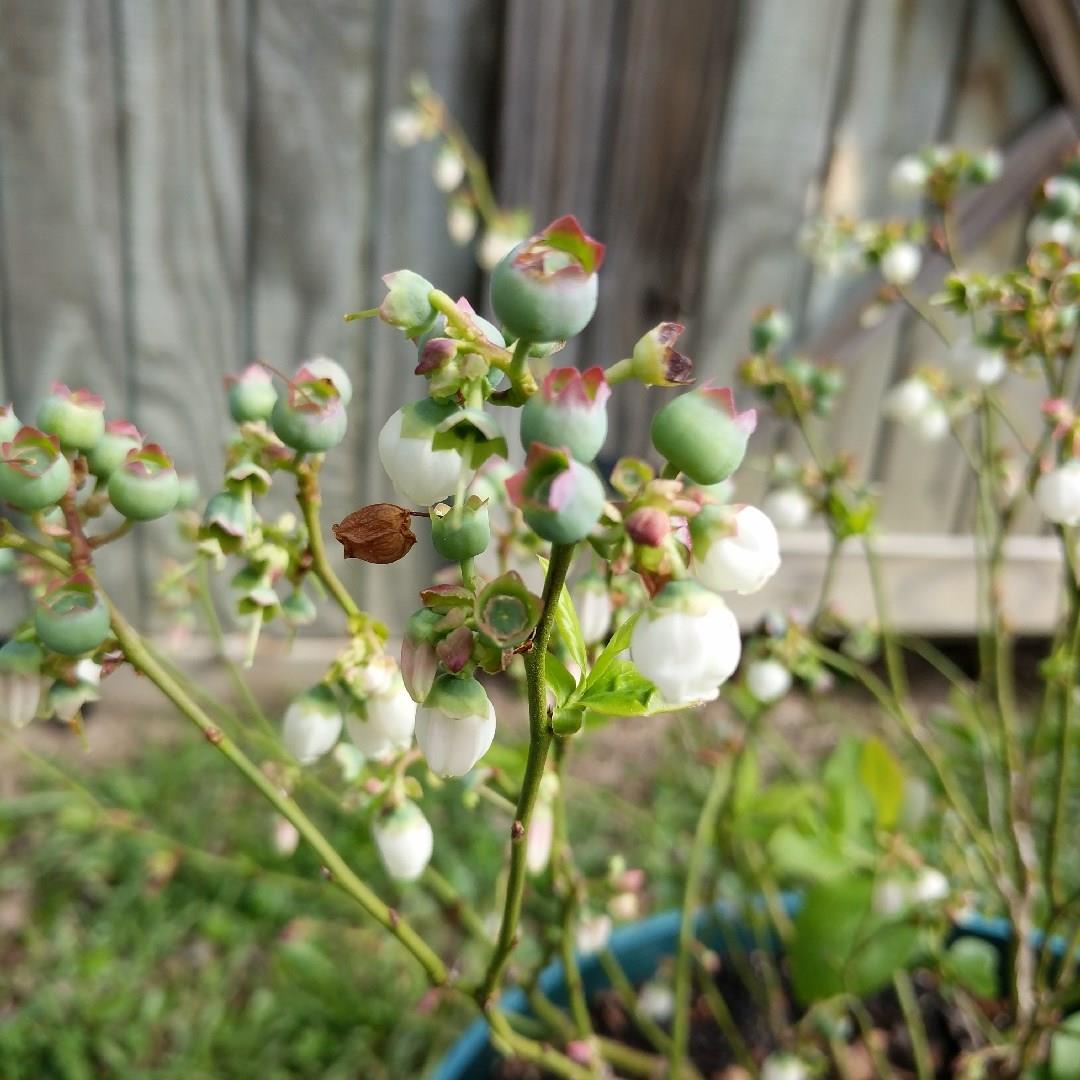 Vaccinium ashei Homebelle in the GardenTags plant encyclopedia Blueberry Homebelle in the GardenTags plant encyclopedia