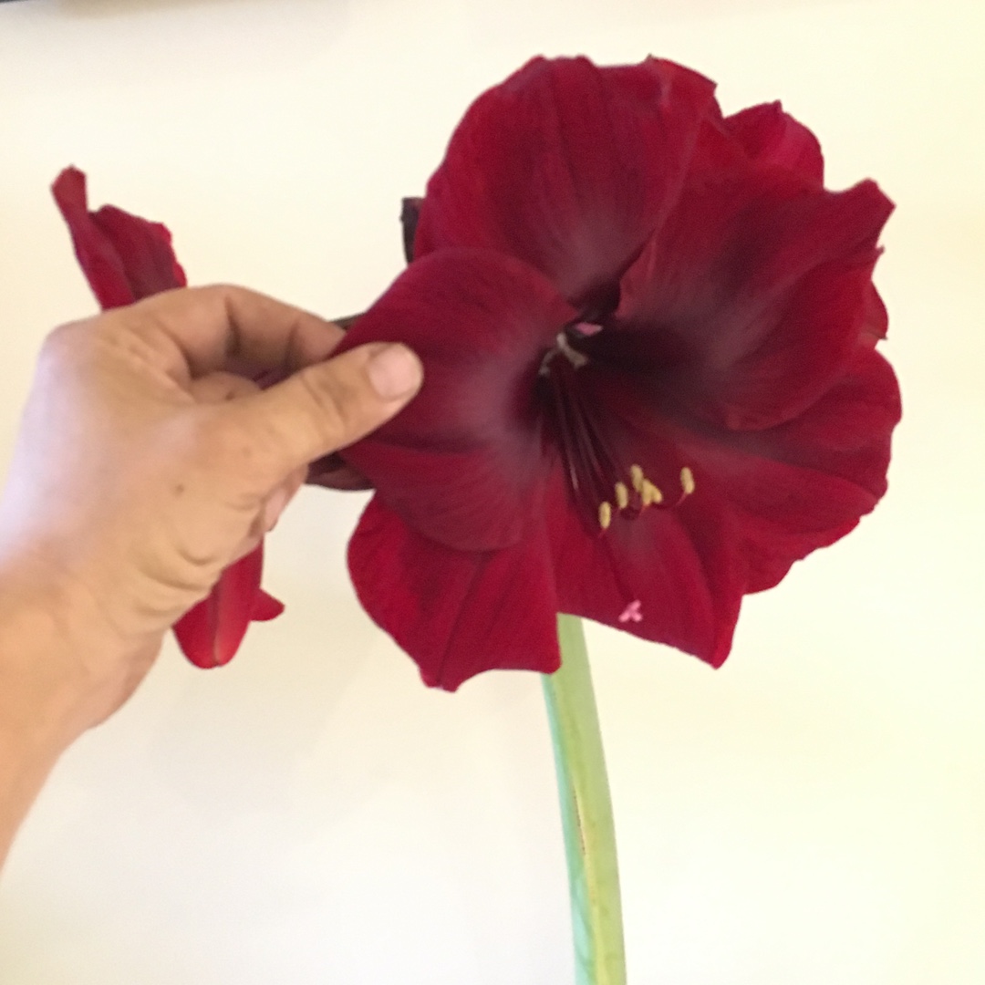 Hippeastrum (Galaxy Group) Royal Velvet in the GardenTags plant encyclopedia Hippeastrum Royal Velvet in the GardenTags plant encyclopedia