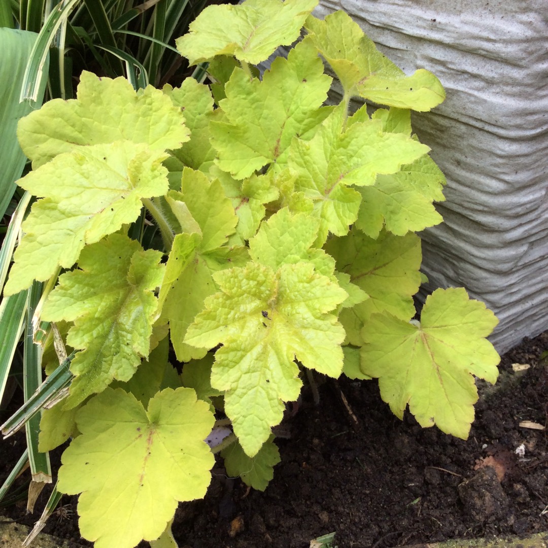 Heuchera Fire Frost in the GardenTags plant encyclopedia Alumroot Fire Frost in the GardenTags plant encyclopedia