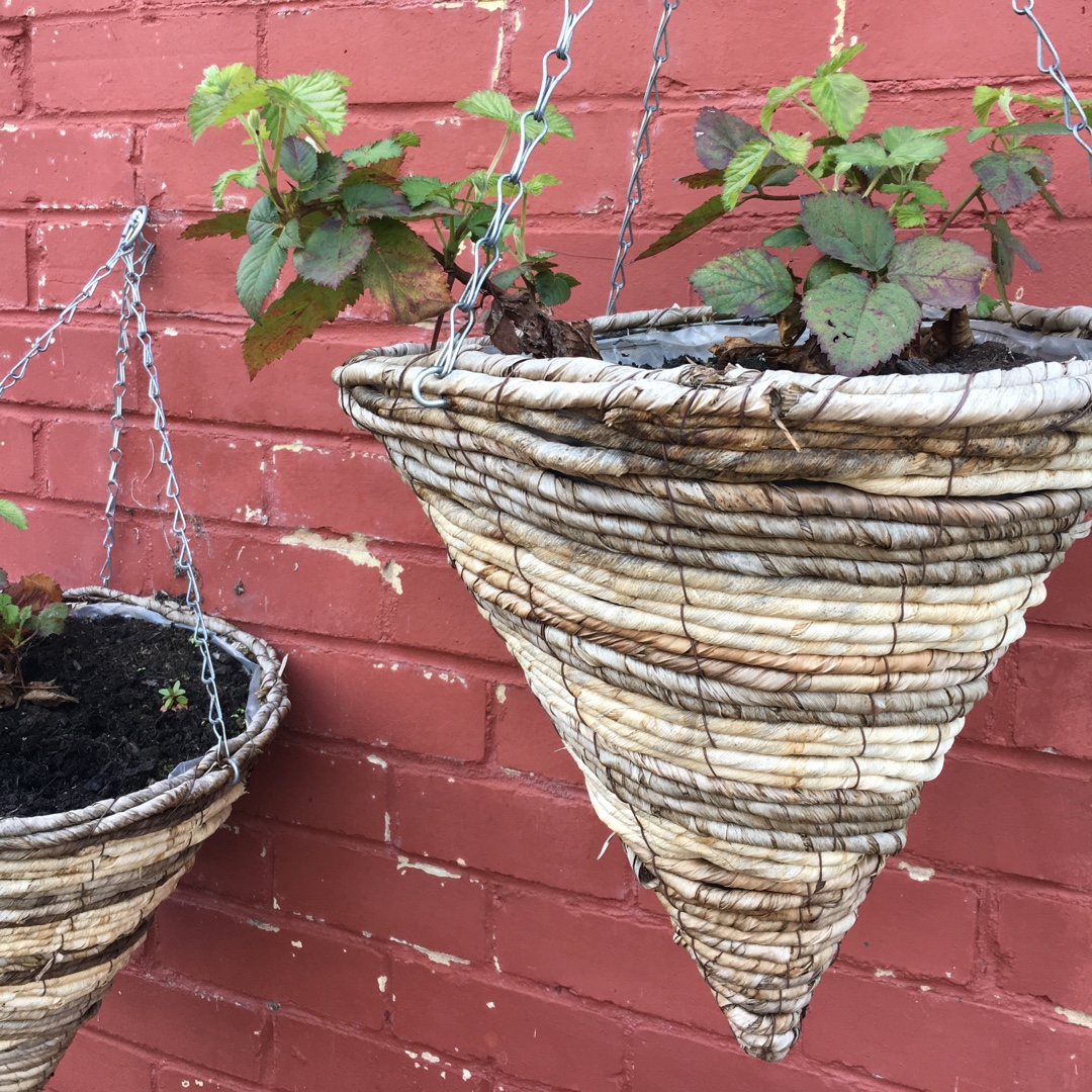 Blackberry Black Cascade in the GardenTags plant encyclopedia