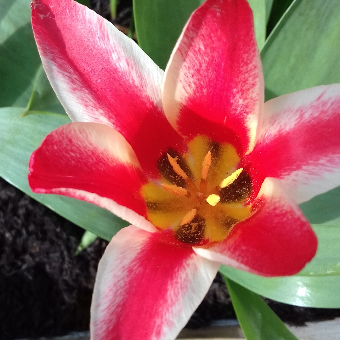 Tulipa Pinocchio in the GardenTags plant encyclopedia Tulip Pinocchio (Greigii) in the GardenTags plant encyclopedia
