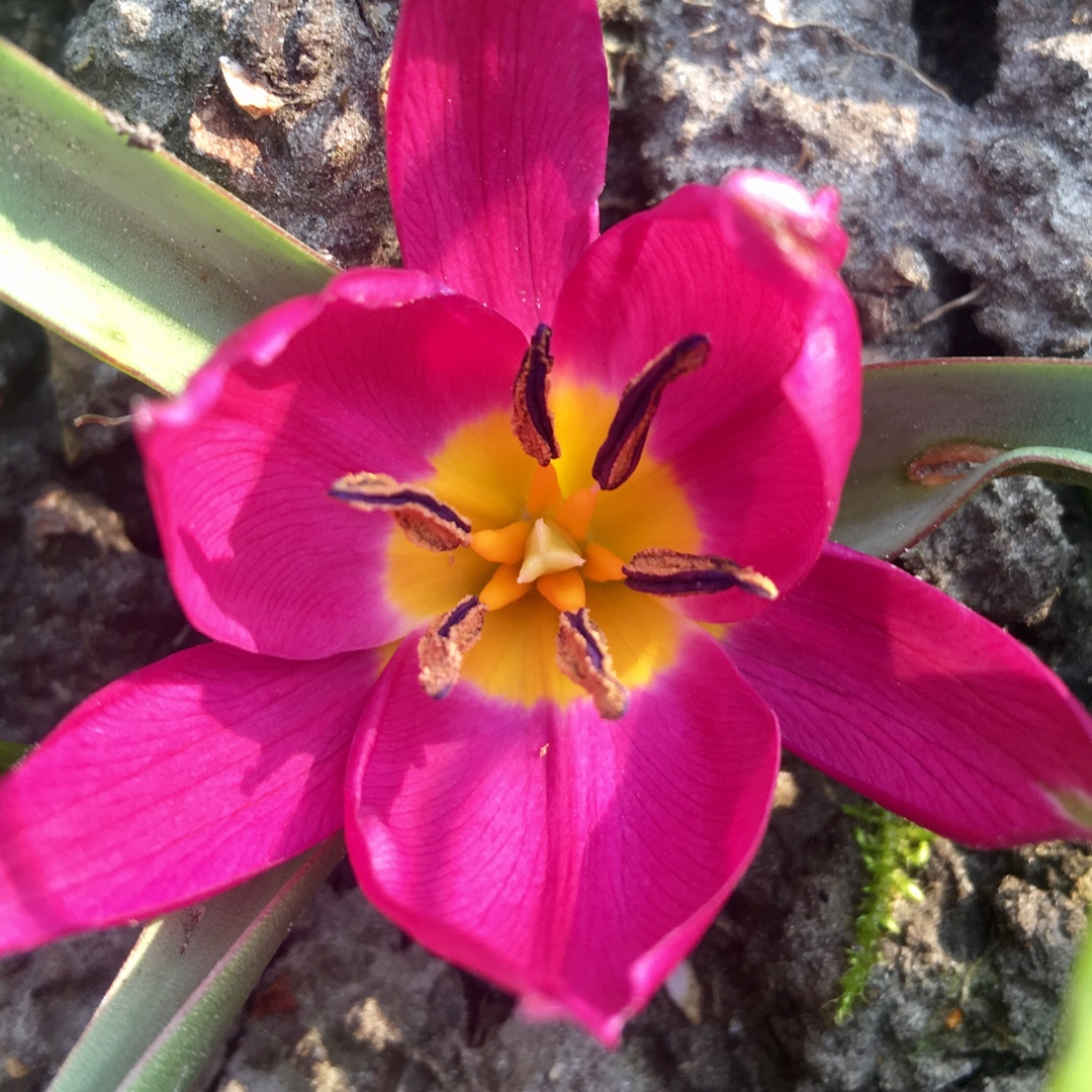 Tulipa humilis Odalisque in the GardenTags plant encyclopedia Tulip (Species) Low-growing Tulip Odalisque in the GardenTags plant encyclopedia