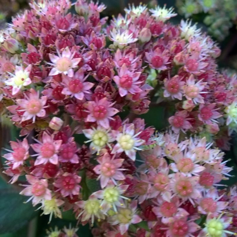 Sedum Stewed Rhubarb Mountain in the GardenTags plant encyclopedia Stonecrop Stewed Rhubarb Mountain in the GardenTags plant encyclopedia