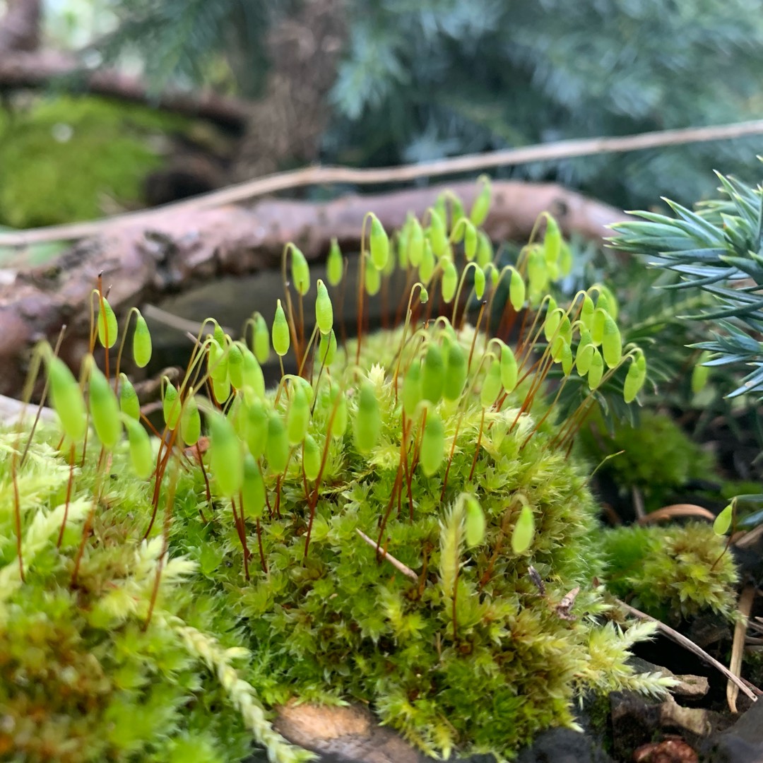 Sphagnum Moss, Sphagnum (living plant), Peat Moss (decayed plant) in  GardenTags plant encyclopedia