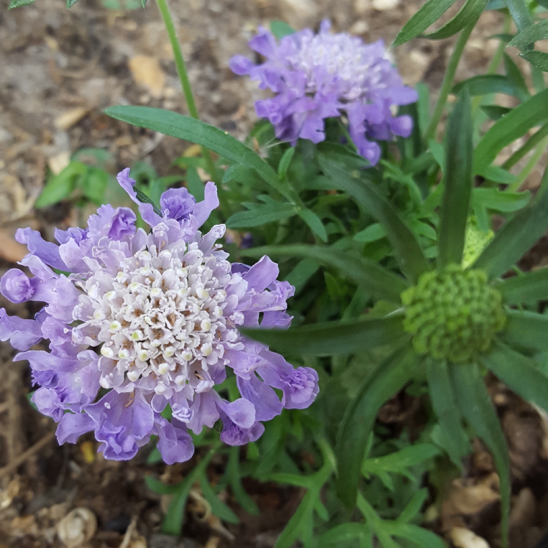 Scabiosa columbaria in the GardenTags plant encyclopedia Small Scabious in the GardenTags plant encyclopedia