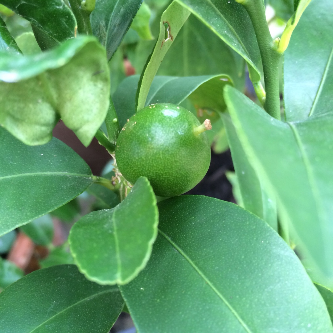 Citrus japonica x Citrus aurantiifolia in the GardenTags plant encyclopedia Limequat Tree in the GardenTags plant encyclopedia