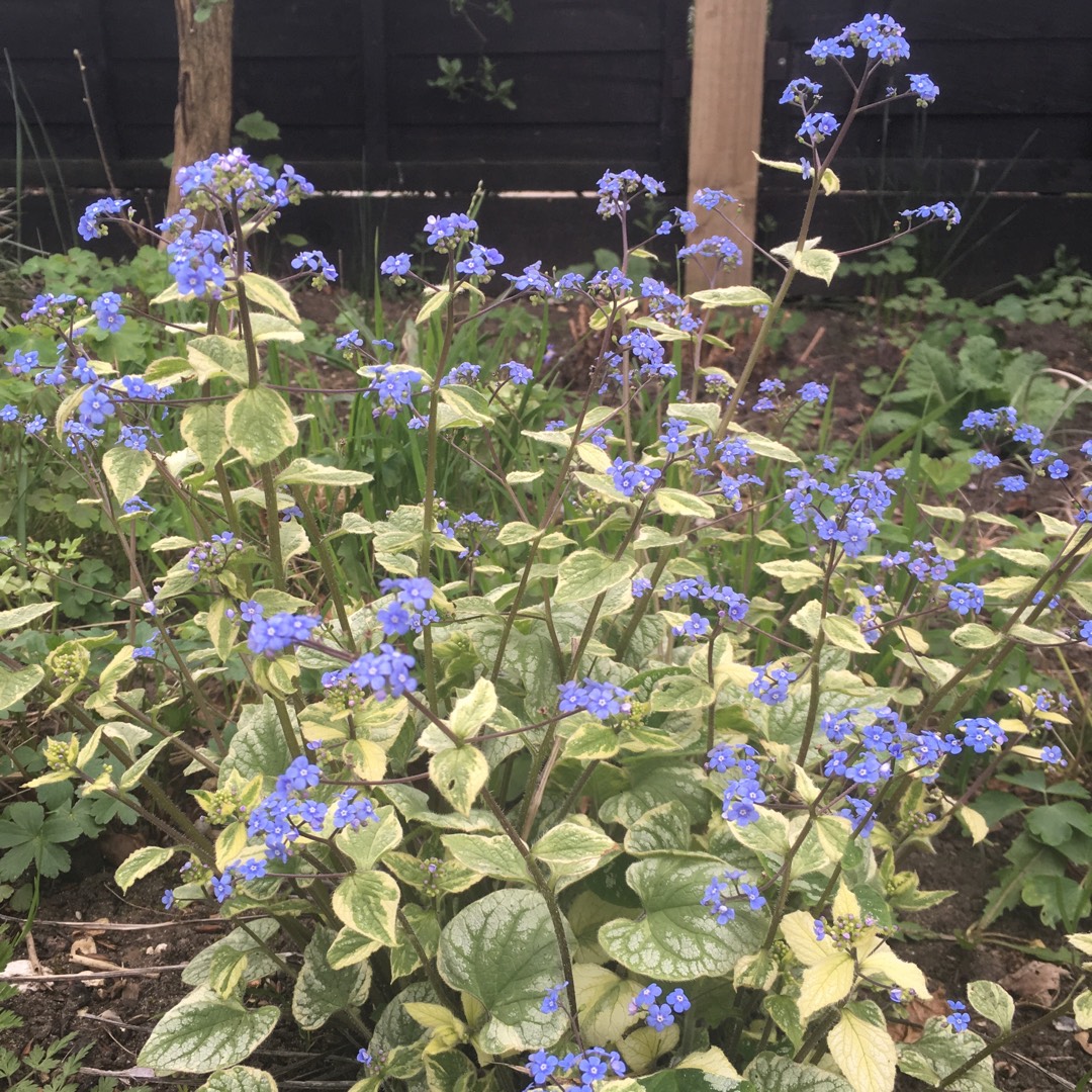 Brunnera macrophylla Hadspen Cream in the GardenTags plant encyclopedia Siberian Bugloss Hadspen Cream in the GardenTags plant encyclopedia