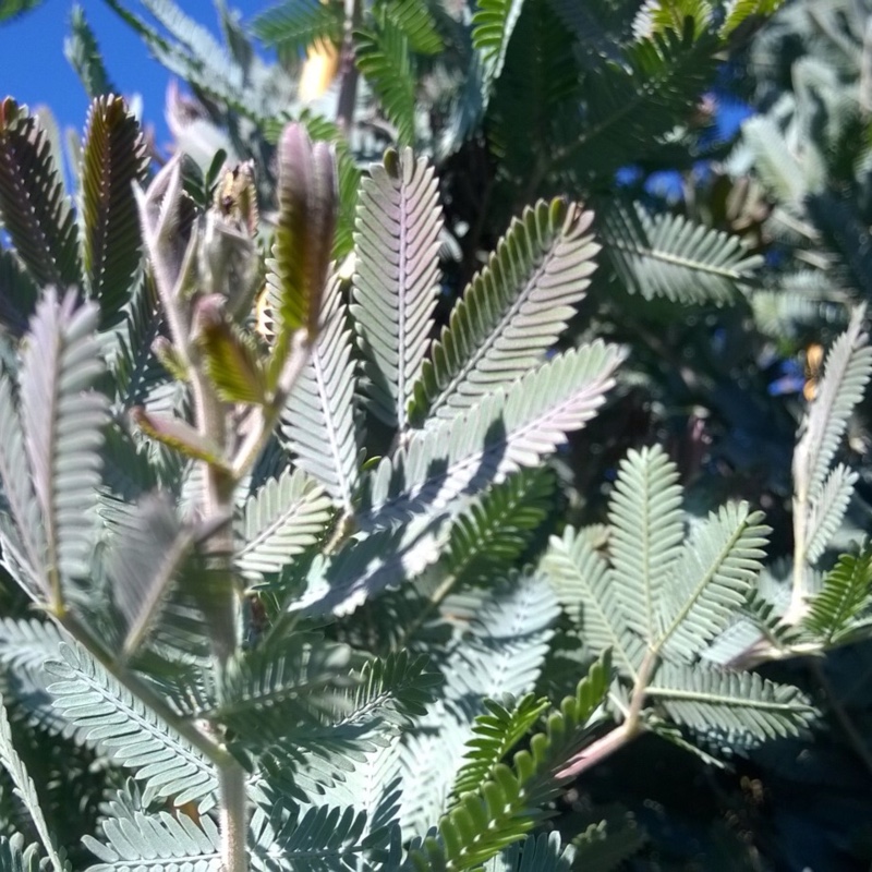 Mimosa Songlines in the GardenTags plant encyclopedia