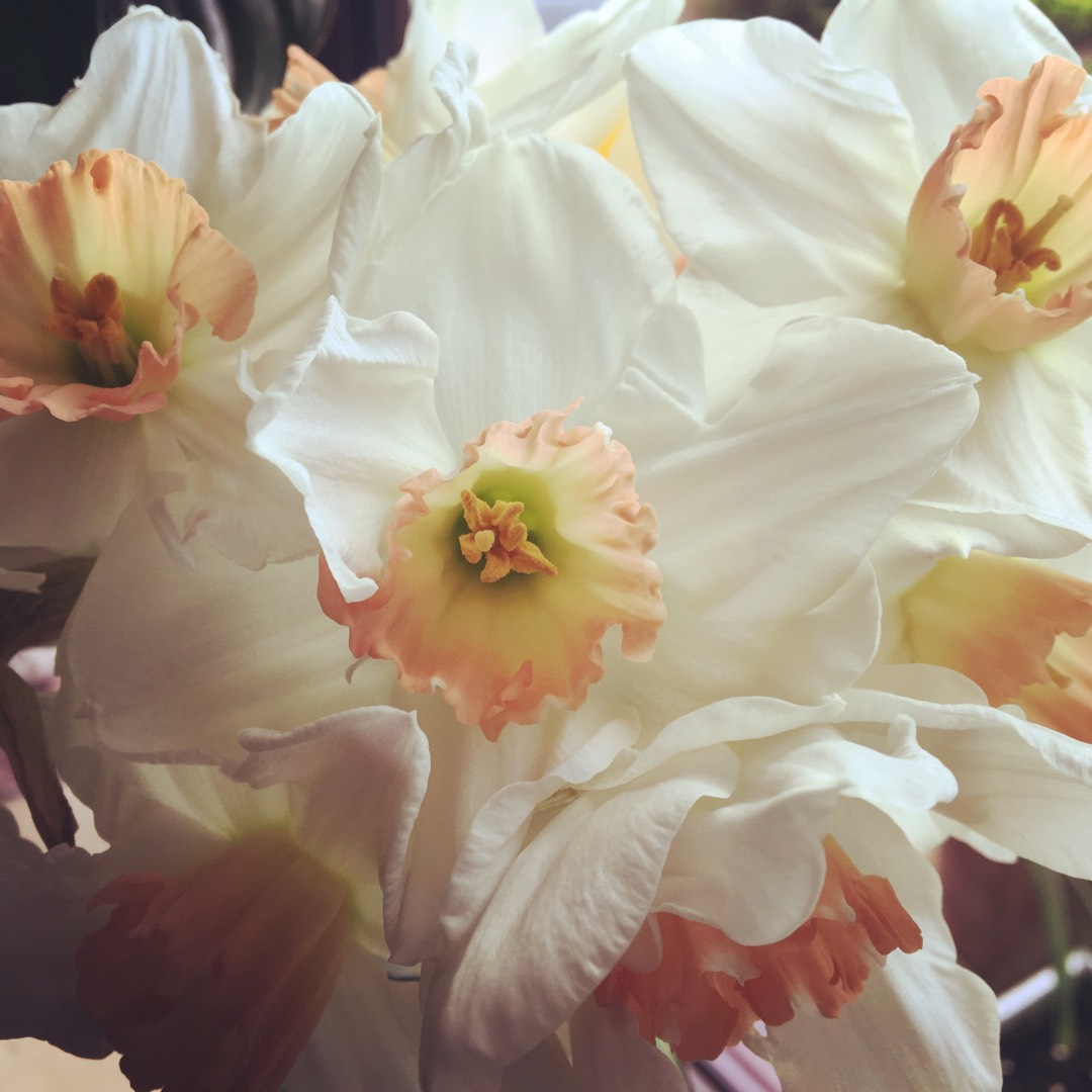 Narcissus Pink Charm in the GardenTags plant encyclopedia Daffodil Pink Charm (Large-cupped) in the GardenTags plant encyclopedia