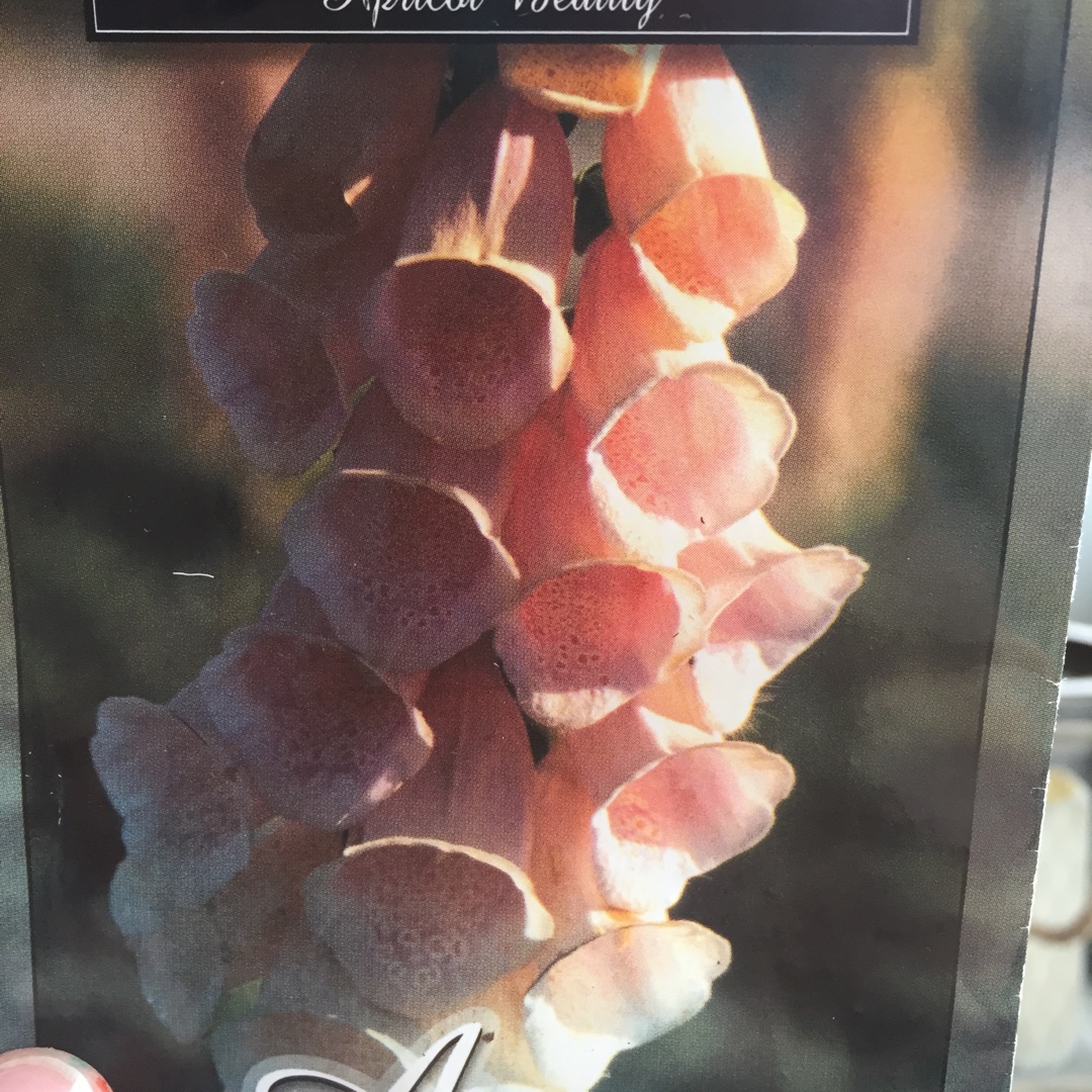 Digitalis purpurea Apricot Beauty in the GardenTags plant encyclopedia Foxglove in the GardenTags plant encyclopedia
