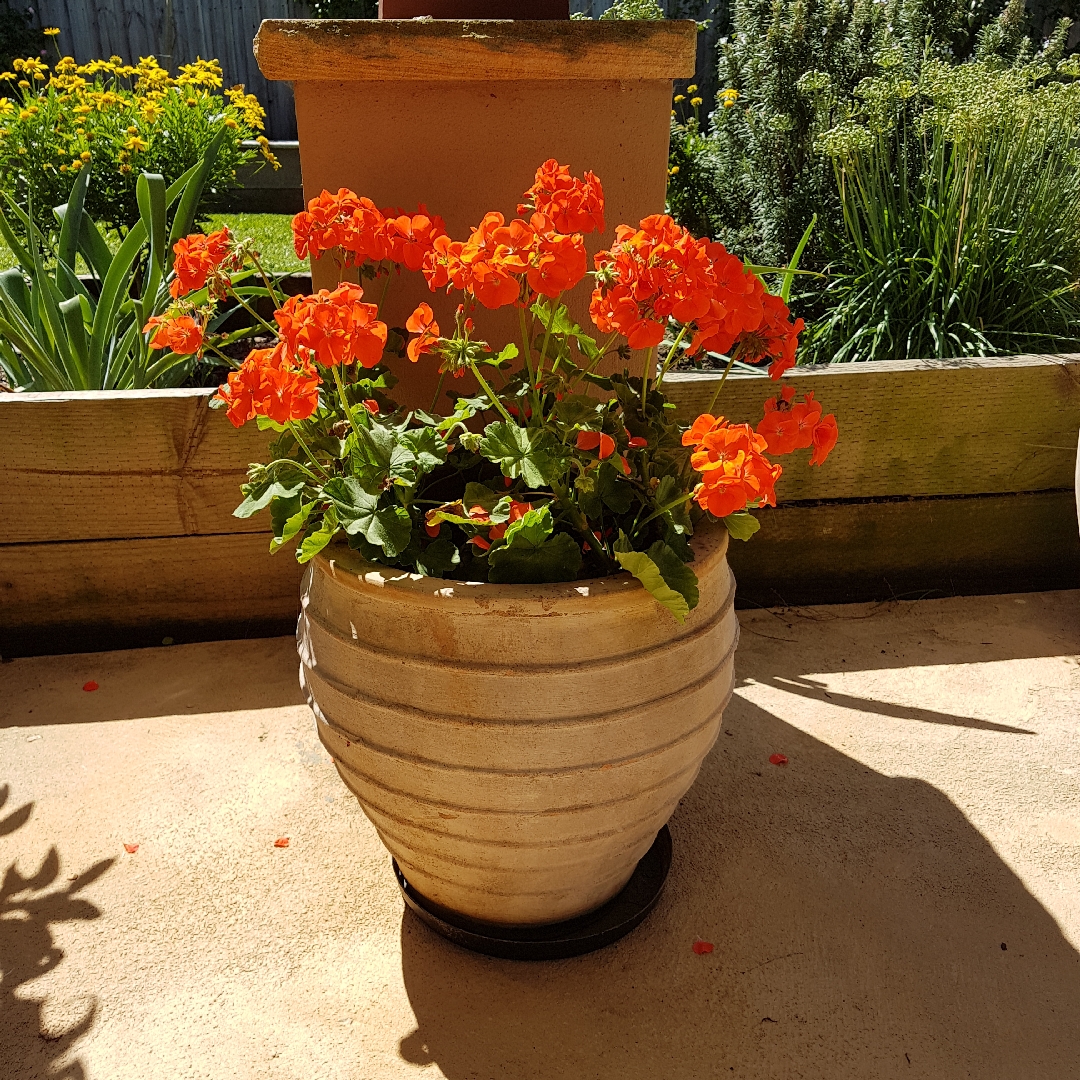 Pelargonium Maverick Orange (Zonal) in the GardenTags plant encyclopedia