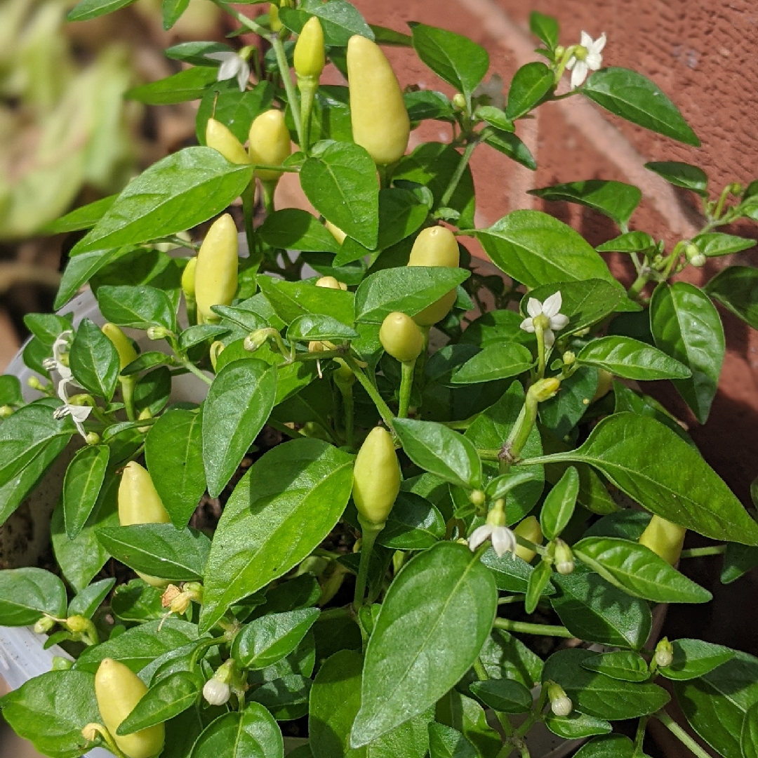Capsicum Annuum Prairie Fire in the GardenTags plant encyclopedia Chilli Prairie Fire in the GardenTags plant encyclopedia
