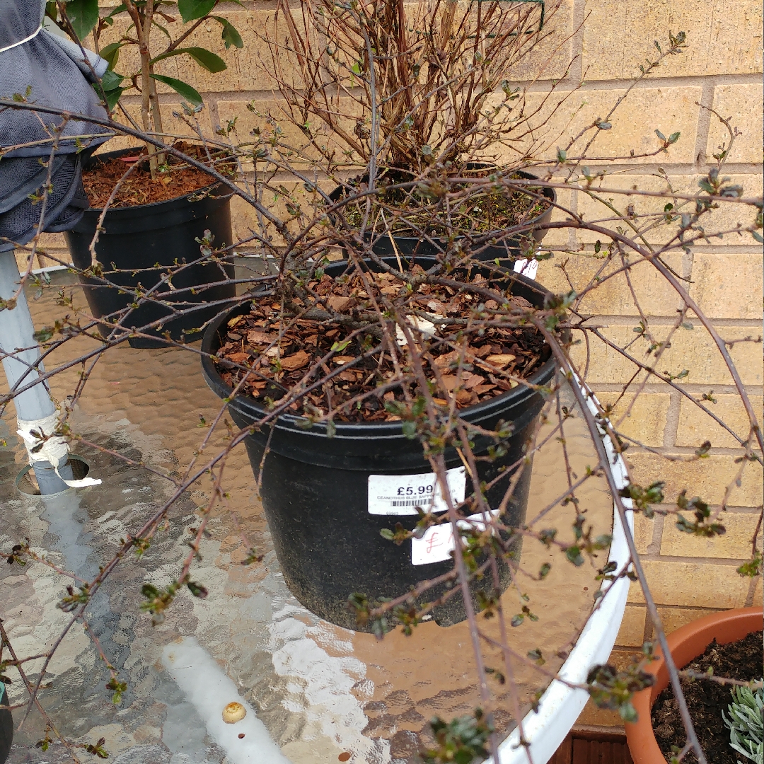 Ceanothus Blue Saphire in the GardenTags plant encyclopedia Ceanothus Blue Saphire in the GardenTags plant encyclopedia