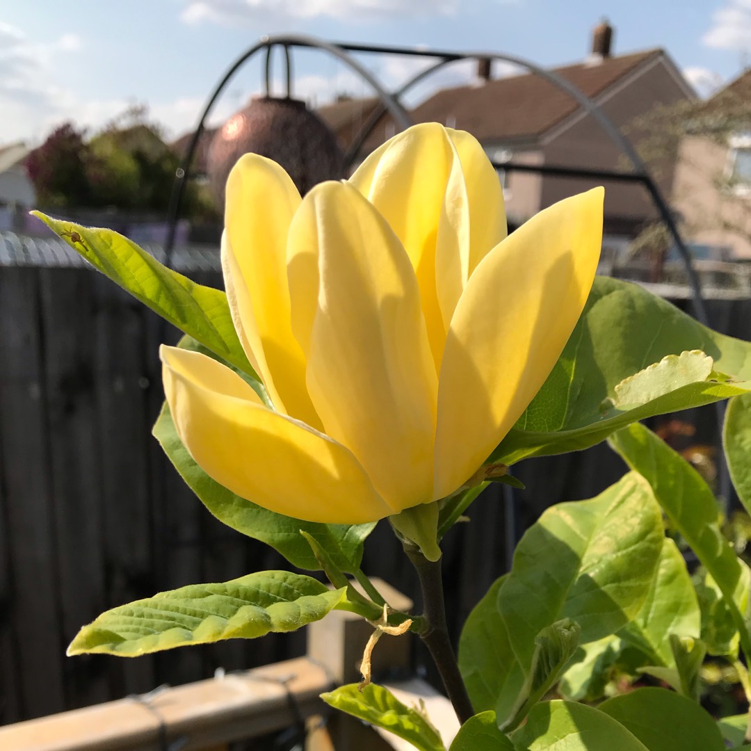 Magnolia x brooklynensis Yellow Bird in the GardenTags plant encyclopedia Magnolia Yellowbird in the GardenTags plant encyclopedia