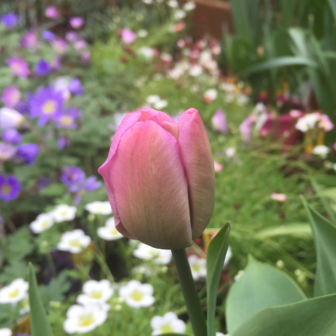 Tulipa Tabledance in the GardenTags plant encyclopedia Tulip Tabledance (Double Late) in the GardenTags plant encyclopedia