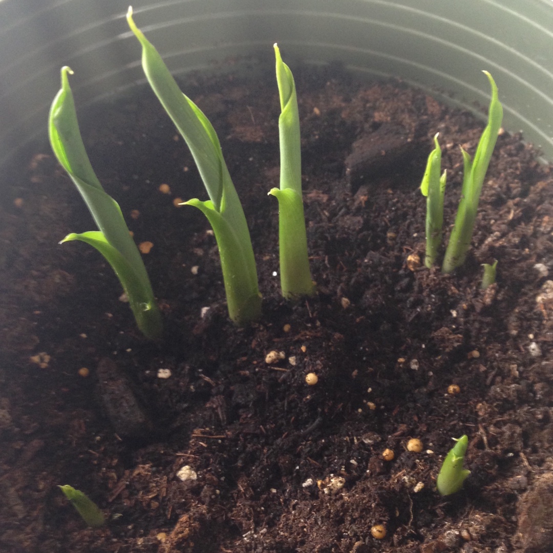 Zantedeschia aethiopica, Arum Lily in GardenTags plant encyclopedia