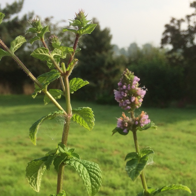 Mentha Berries and Cream in the GardenTags plant encyclopedia Berries and Cream Mint in the GardenTags plant encyclopedia