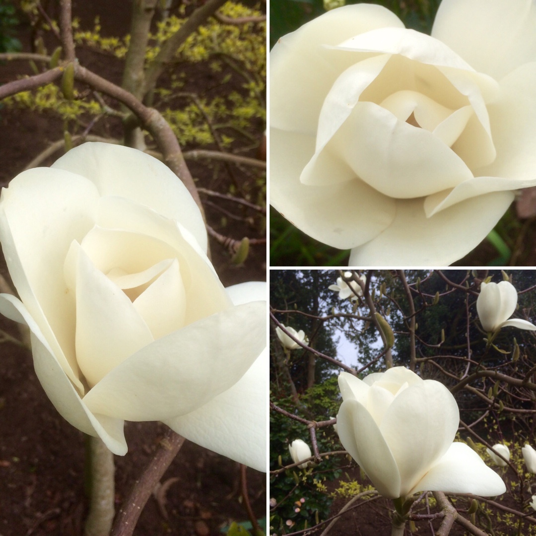 Magnolia David Clulow in the GardenTags plant encyclopedia Magnolia David Clulow in the GardenTags plant encyclopedia