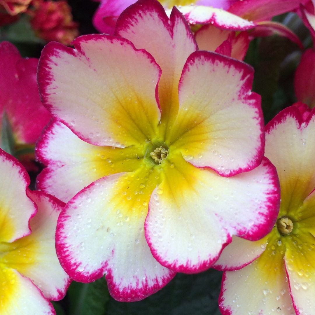 Primula Scentsation Raspberry Ripple in the GardenTags plant encyclopedia Primrose Scentsation Raspberry Ripple in the GardenTags plant encyclopedia