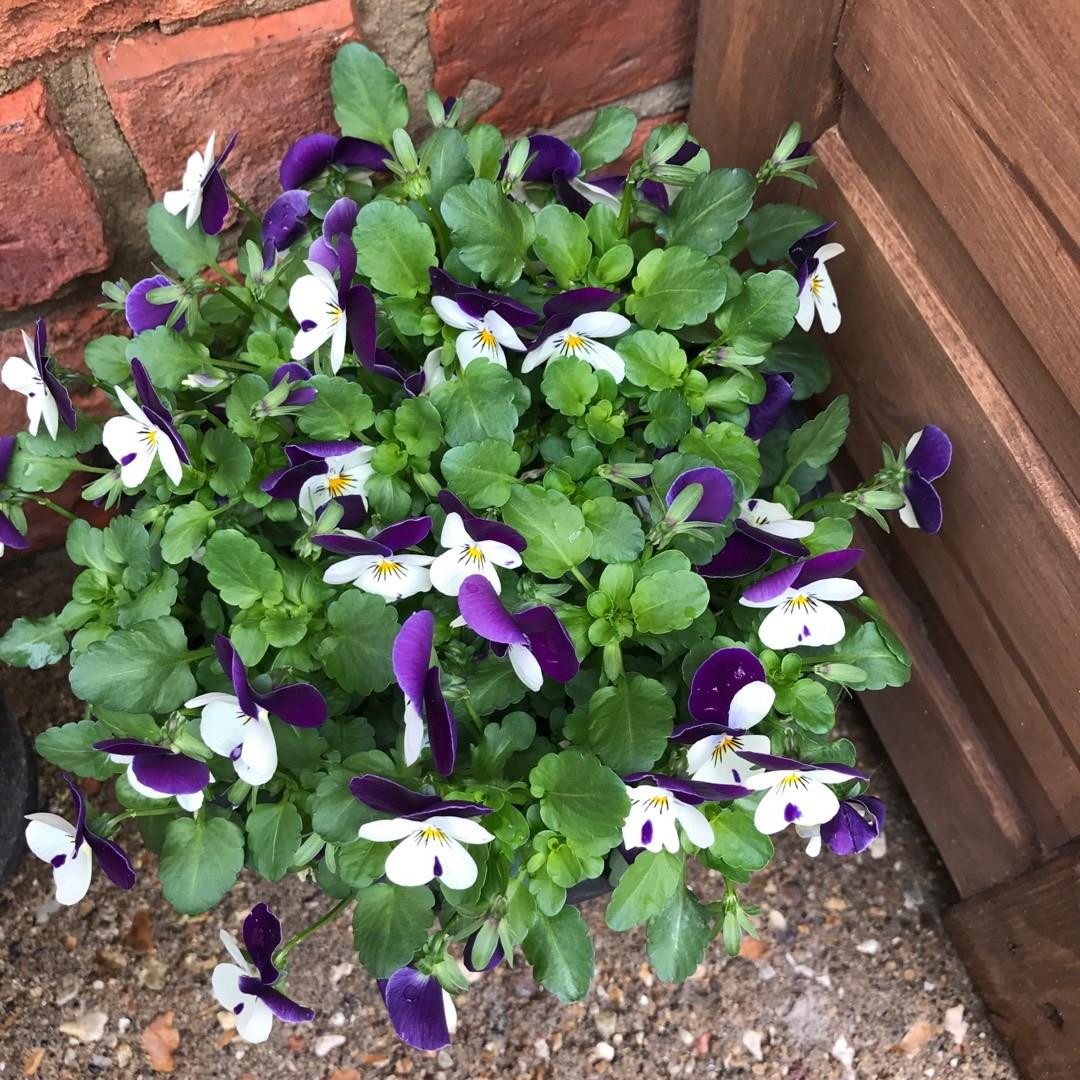 Viola cornuta White Purple Wing in the GardenTags plant encyclopedia Pansy White Purple Wing in the GardenTags plant encyclopedia