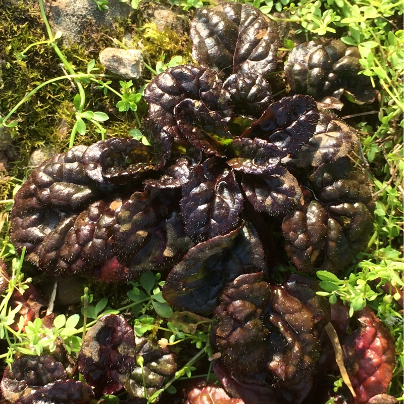 Bugle Metallica Crispa in the GardenTags plant encyclopedia