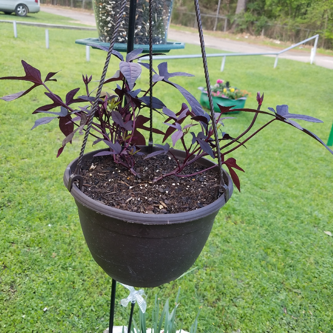 Blackie Sweet Potato Vine in the GardenTags plant encyclopedia