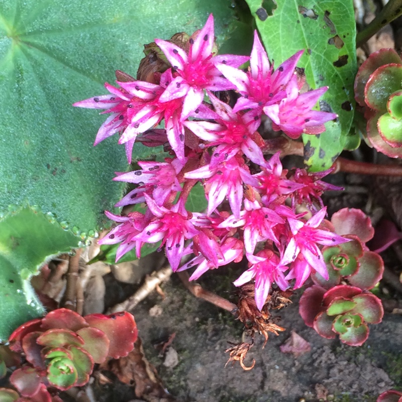 Sedum Spurium Red Carpet Stonecrop In Gardentags Plant Encyclopedia