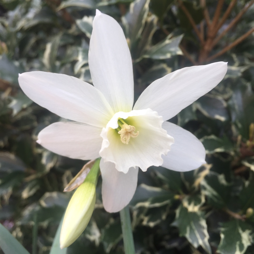 Narcissus poeticus Plenus syn. Narcissus Albus Plenus Odoratus in the GardenTags plant encyclopedia Daffodil Poeticus Plenus (Double) in the GardenTags plant encyclopedia
